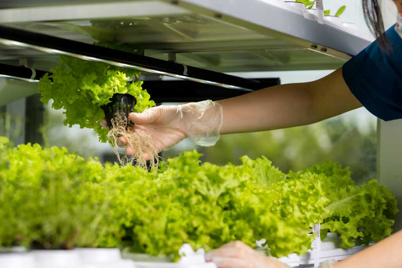 Микро ферма. Гидропоника оборудование для выращивания овощей. Зелень на гидропонике. Выращивание зелени в домашних условиях. Урожай зелени.