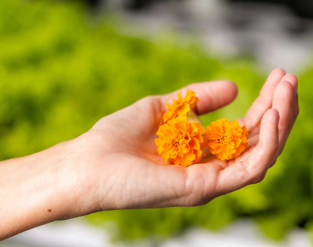 Hand holding three marigold blossoms