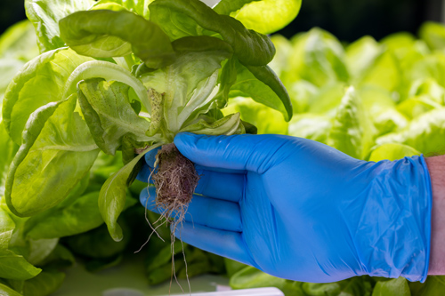 041922BABYLONMICROFARMS9956
