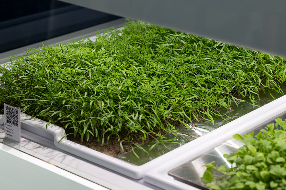 Microgreen Galleri Web bg